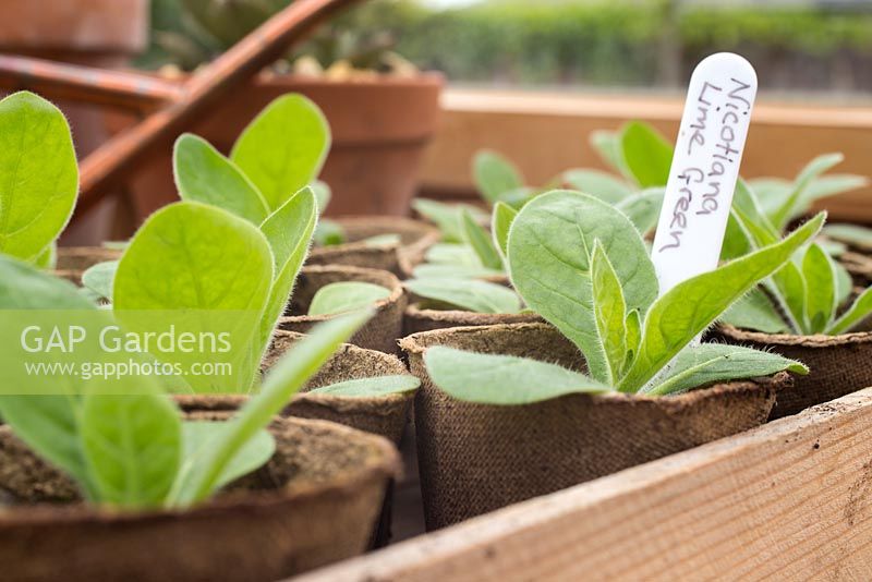 Etape par étape - Développement Nicotiana 'Lime Green' en pots de fibres