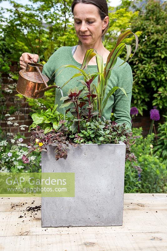 Étape par étape - Planter un pot de chocolat à la menthe, de thym à feuilles larges, d'oseille à nervures rouges, de Lysimachia 'Midnight Sun', de mil ornemental 'Purple Baron' et de fuchsia 'Thalia'