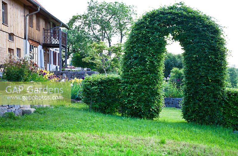 Une arche de charme coupée à l'entrée d'un jardin rural avec un mur en pierre sèche et une maison en bois. Les plantes comprennent Fagus sylvatica et Iris germanica