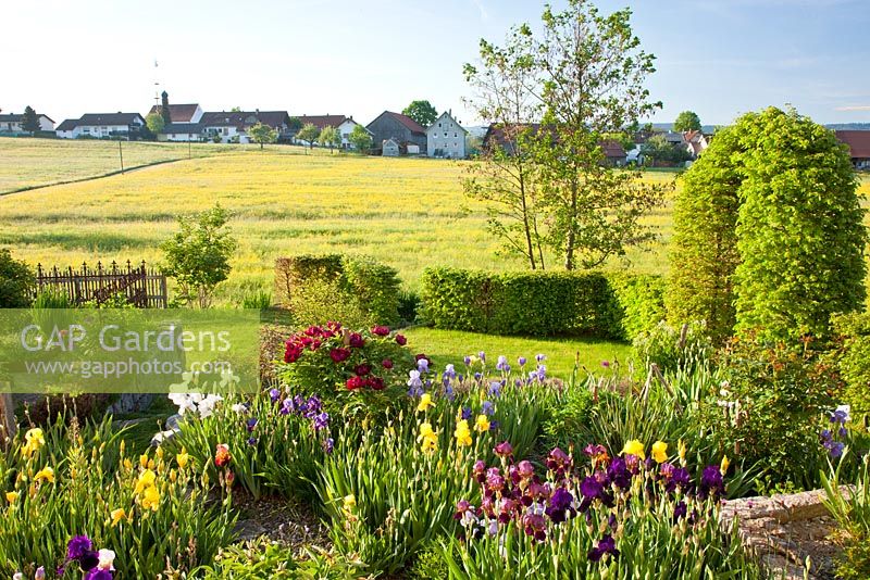 La vue est d'un jardin rural avec une arche de charme coupée et des haies à des prairies fleuries et un petit village. Les plantes comprennent Paeonia suffruticosa 'Kouka Mon' et Iris germanica
