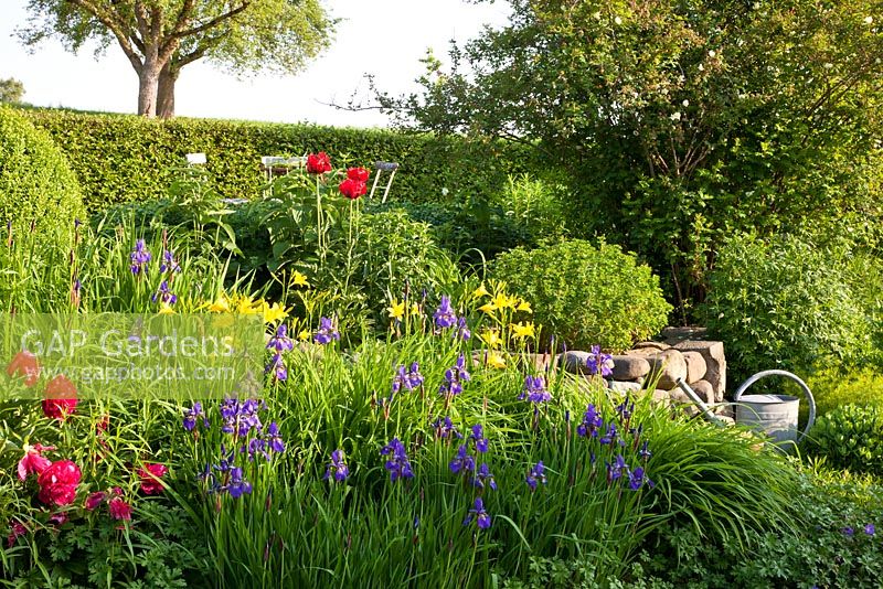 Jardin en terrasses avec haies, un arrosoir à côté de mur en pierre sèche et Hemerocallis, Iris sibirica, Paeonia et Papaver orientale