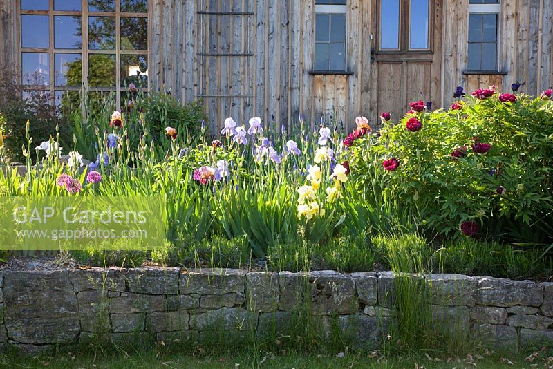 Sur un mur de pierre sèche, fleur d'iris devant une maison en bois. Iris germanica et Paeonia suffruticosa 'Kouka Mon'