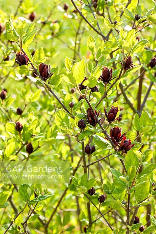 Calycanthus floridulus - Les fleurs de cet arbuste ont un parfum extraordinaire