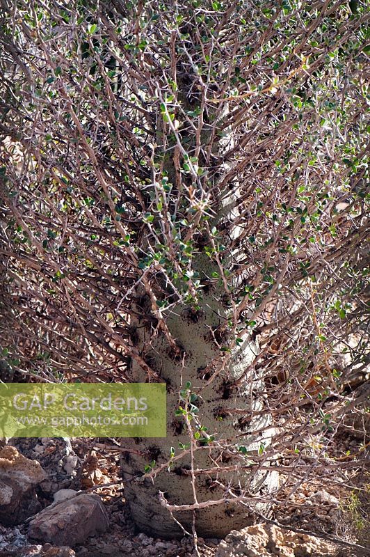 Idria columnaris - Boojum tree, désert de Sonora, Arizona, Californie, USA