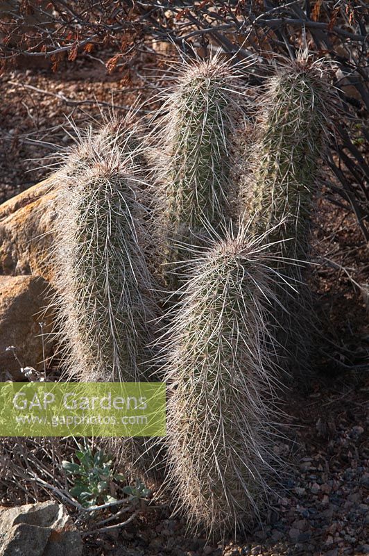Echinocereus apachensis, cactus hérisson Apache, à l'est du centre de l'Arizona