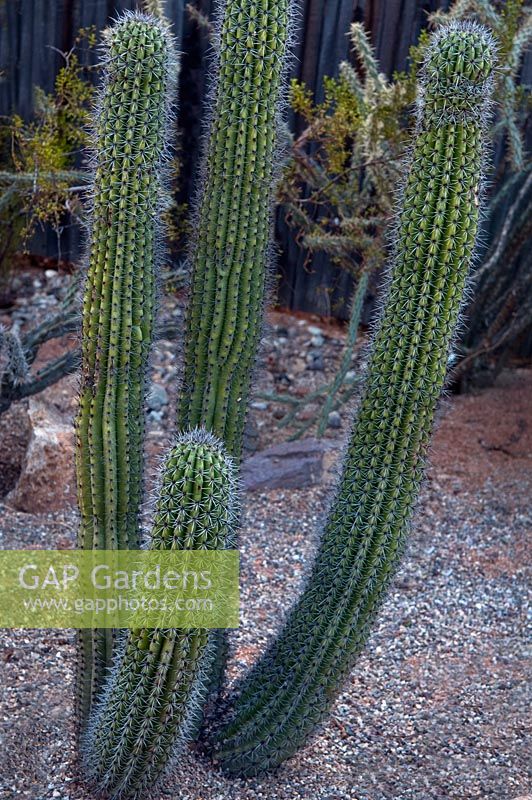 Stenocereus thurberi, orgue Pipe cactus, Arizona, USA