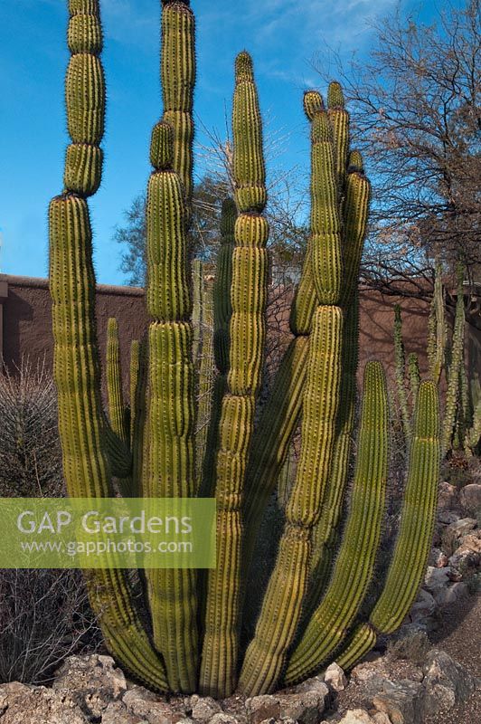 Stenocereus thurberi, Organ Pipe Cactus, sud de l'Arizona, Mexique