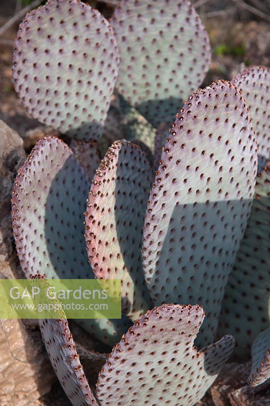 Opuntia basilaris, cactus Beavertail, Arizona USA