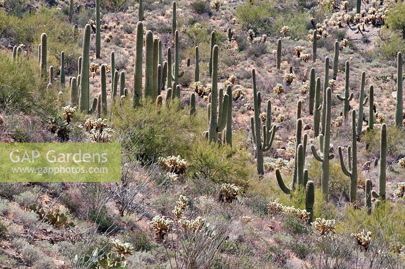 Carnegiea gigantea, cactus Saguaro, Saguaro National Park, Arizona, USA