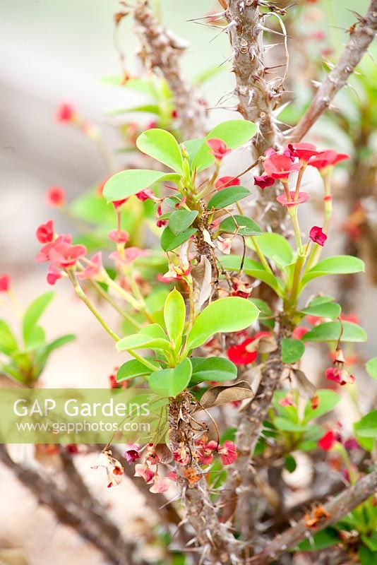 Euphorbia milii - Couronne d'épines