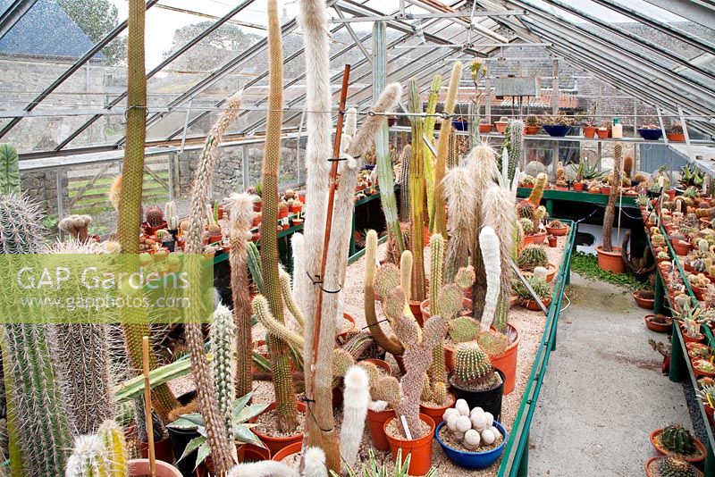 Collection de cactus en serre