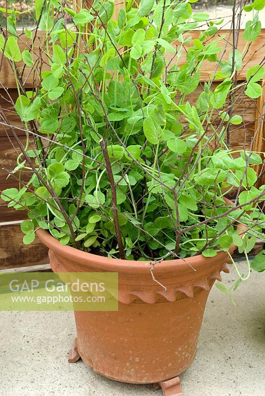 Pois cultivés en pot en terre cuite avec des supports de rameaux - RHS Garden Harlow Carr