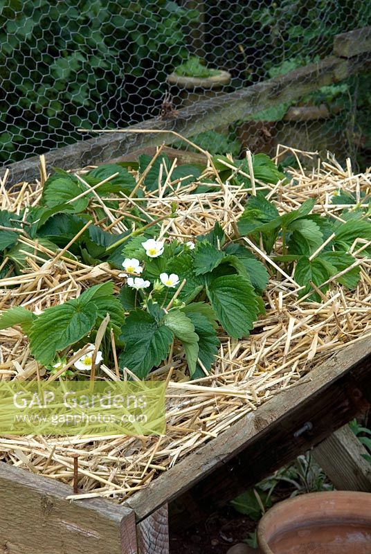 Les jeunes plants de fraises en pot surélevé avec de la paille environnante pour supprimer les mauvaises herbes et empêcher les fruits de reposer sur le sol nu - Open Gardens Day 2013, Waldringfield, Suffolk