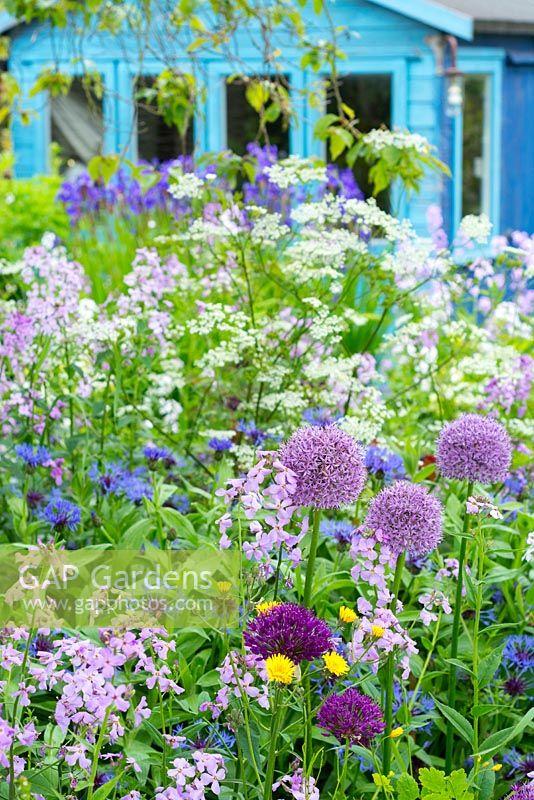 Jardin parterre de fleurs avec alliums et violet de dame avec cabanon peint en bleu en arrière-plan