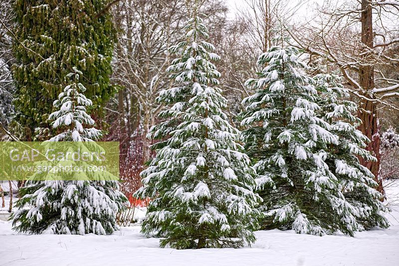 Groupe de jeunes séquoiadendron giganteum dans la neige.