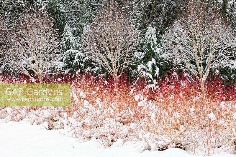 Le jardin d'hiver, les jardins de Bressingham, Norfolk, Royaume-Uni. Conception - Adrian Bloom
