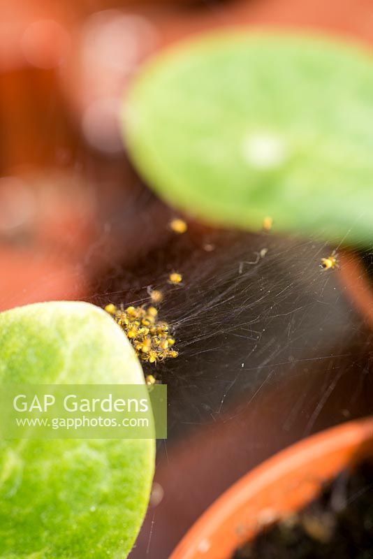 Groupe de bébé araignées communes de jardin, Araneus diadematus