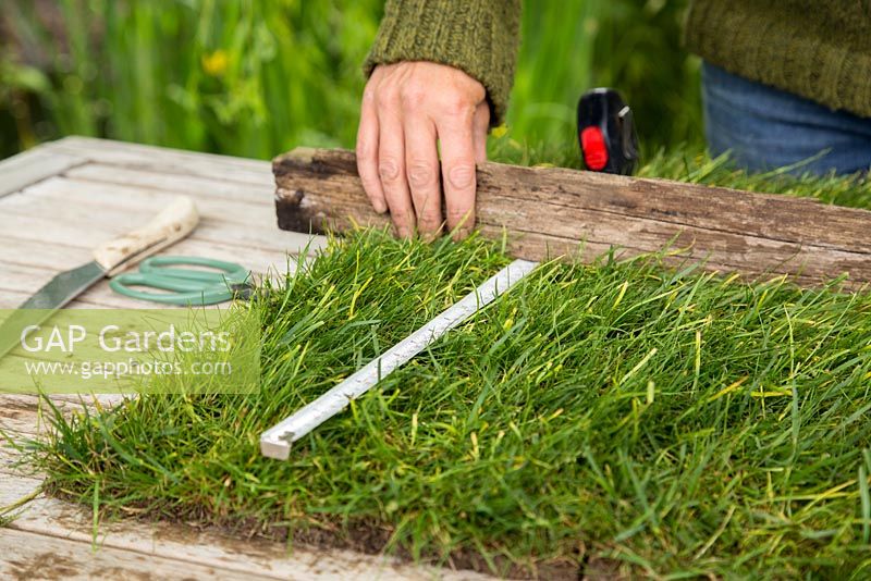 Étape par étape - Création d'un pot de gazon à l'aide de Carex comans 'Frosted Curls' - mesure du gazon