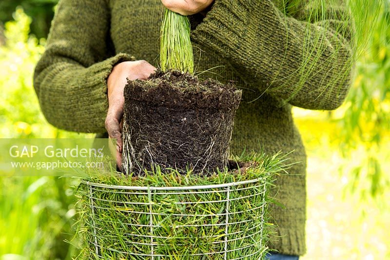 Étape par étape - Création d'un pot de gazon à l'aide de Carex comans 'Frosted Curls' - plantation de Carex au centre du pot
