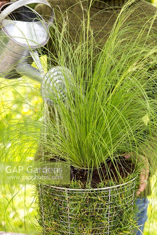 Étape par étape - Création d'un pot de gazon en utilisant Carex comans 'Frosted Curls' - arrosage du pot fini