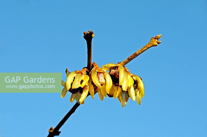 Chimonanthus praecox - Wintersweet en fleur contre le ciel bleu