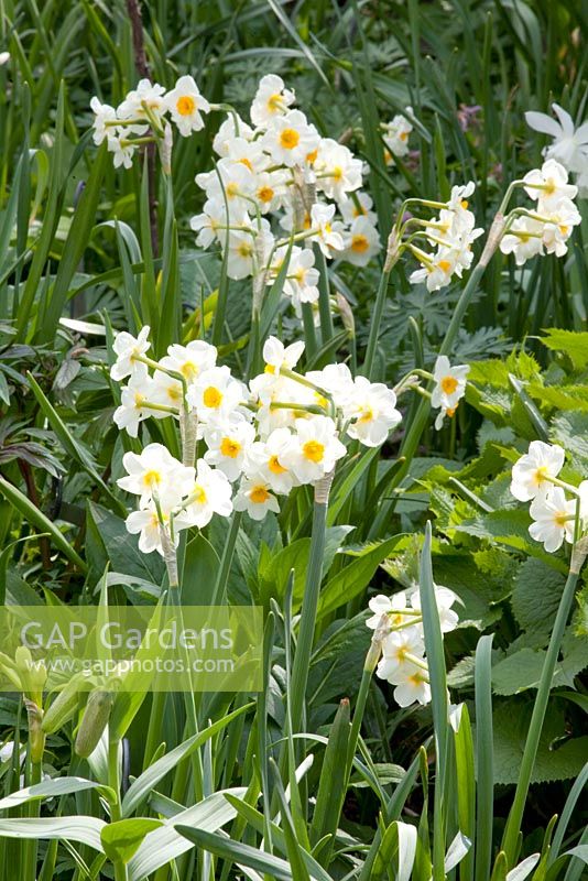 Narcissus tazetta 'Géranium'