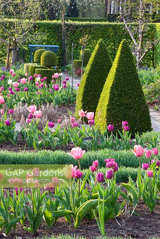 Jardin de printemps avec Tulipa, Buxus et Allium senescens