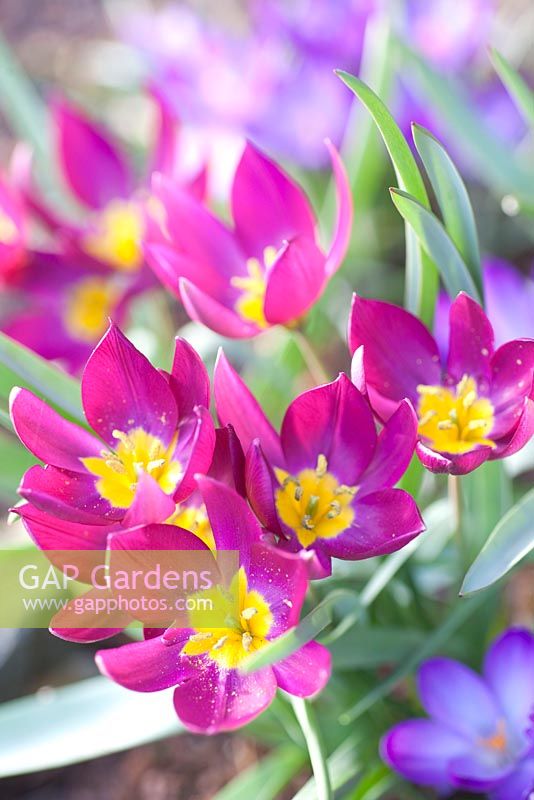 Tulipa humilis 'Perle de Perse' avec Crocus tommasinianus 'Whitewell Purple'