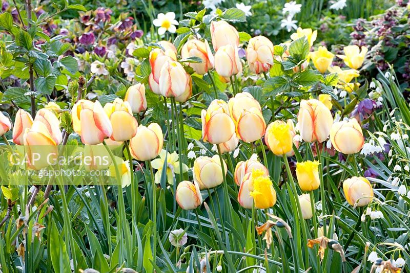 Parterre de printemps planté de tulipa et de narcisse