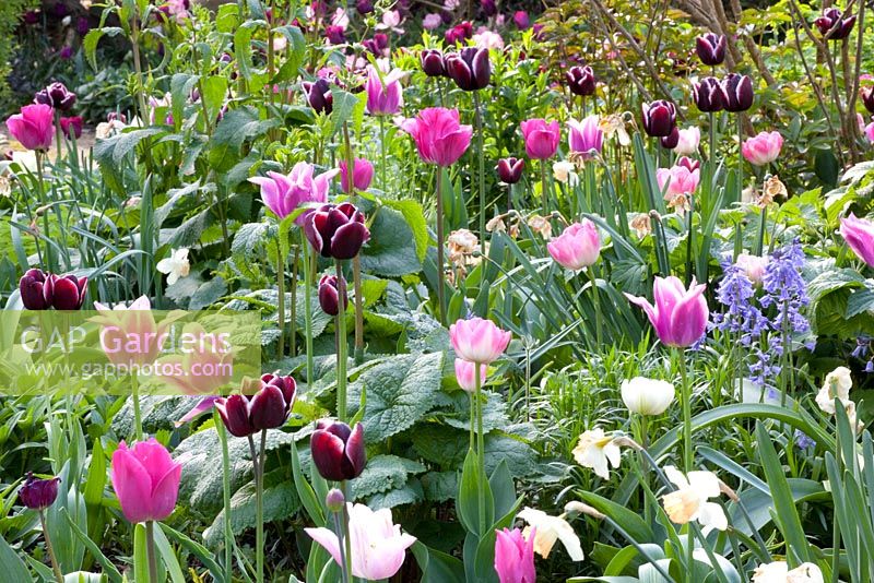 Parterre de printemps avec Tulipa 'Fontainebleau', Tulipa 'Negrita' et Tulipa 'Ballade'