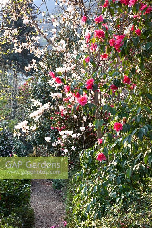 Magnolias et camélias dans le jardin botanique d'Otto Eisenhut
