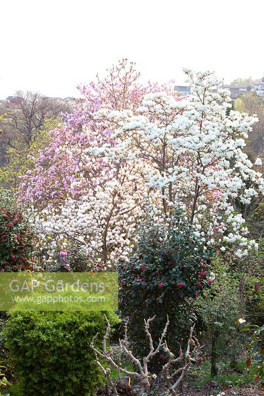 Magnolia et camélia dans le jardin botanique d'Otto Eisenhut