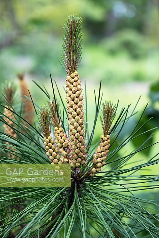 Pinus Muricata - Cônes de pollen de Bishop Bishop