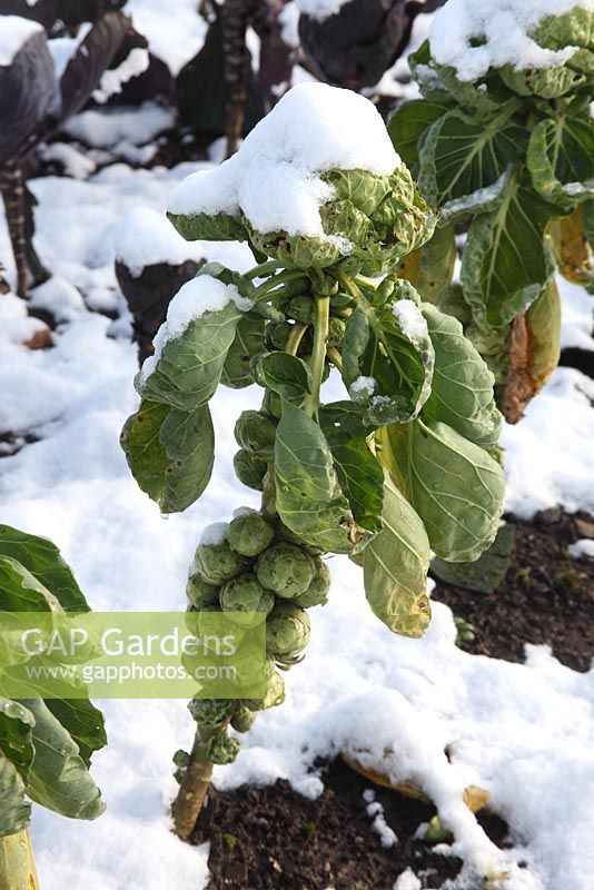 Brassica oleracea 'Maximus F1' - Chou de Bruxelles dans la neige