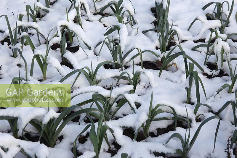 Allium porrum 'Musselburgh' - Plantes à poireaux poussant dans la neige
