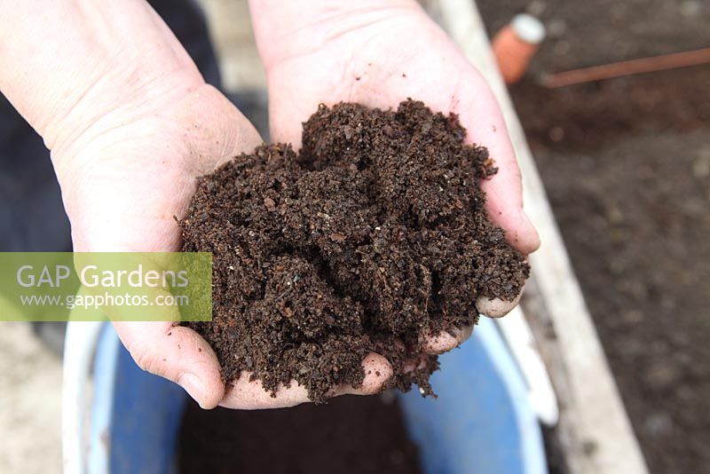 Cultiver des carottes étape par étape. Utilisez du compost finement tamisé pour améliorer le parterre de graines