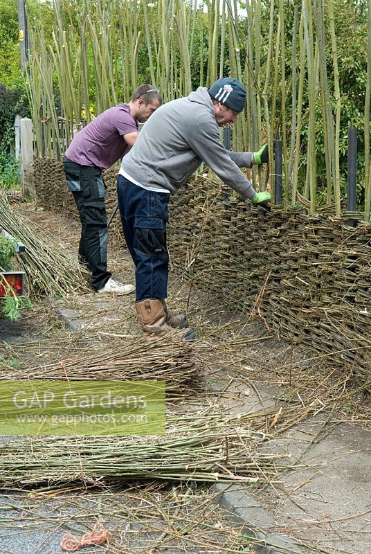Construction d'une clôture en saule - Des hommes travaillent en tandem pour continuer à tisser du saule entre les montants à mesure que la clôture prend de la hauteur