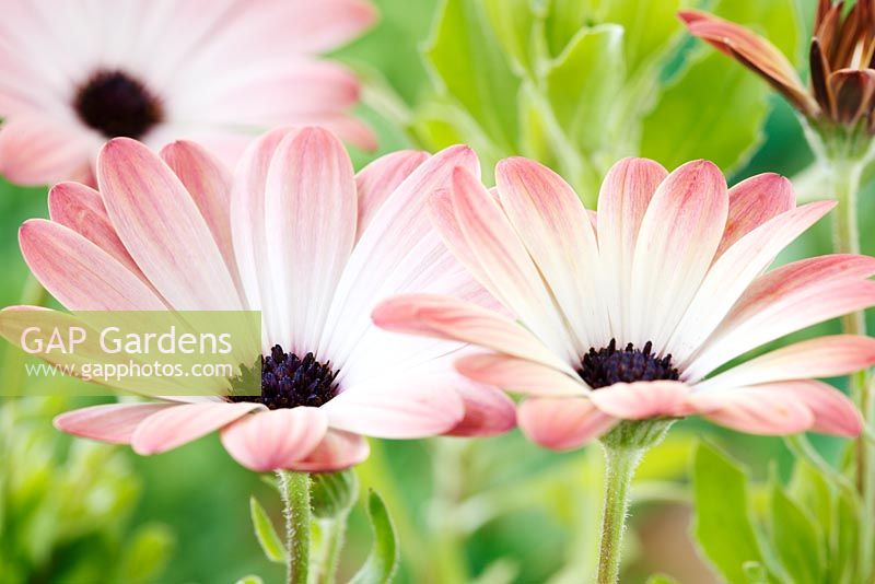 Osteospermum Serenity Pink Magic - Série 'Balserpima' Serenity - Les fleurs changent de couleur en vieillissant, septembre