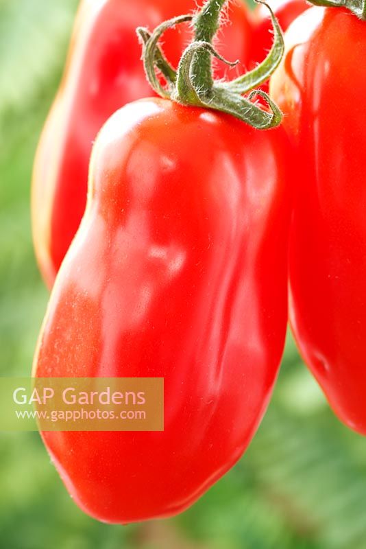 Solanum lycopersicum 'San Marzano' Tomate syn. Lycopersicon esculentum, octobre