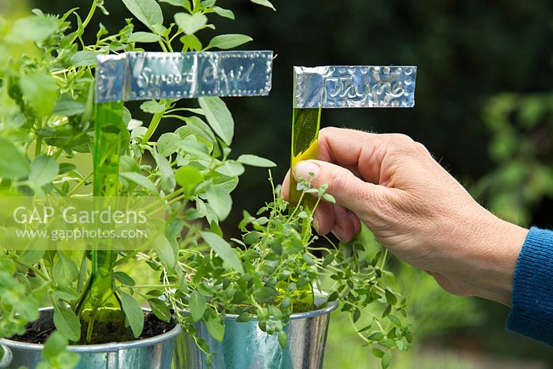 Étape par étape pour créer des étiquettes métalliques pour plantes - Placer des étiquettes dans des pots d'herbes