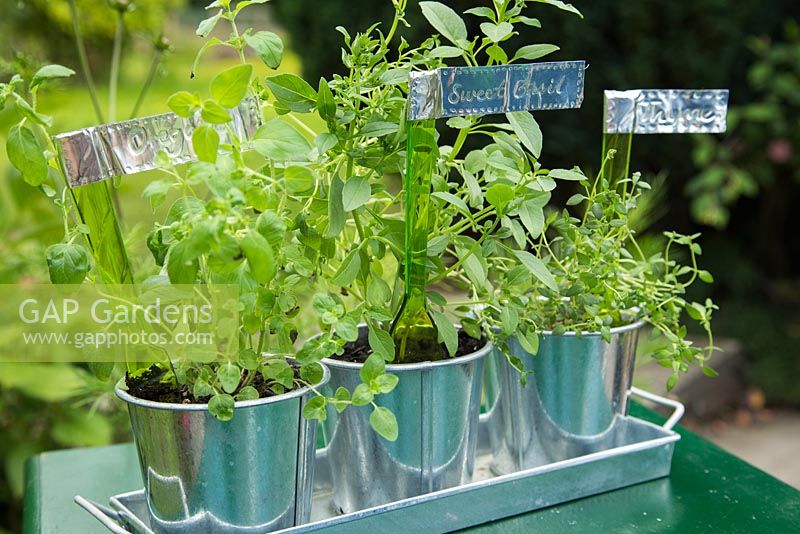Étape par étape pour créer des étiquettes métalliques pour plantes - étiquettes finies dans des pots d'herbes