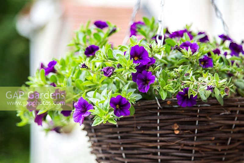 Étape par étape - panier suspendu avec Calibrachoa, série Cabaret, Calibrachoa 'Purple Glow' et Calibrachoa 'Deep Blue'