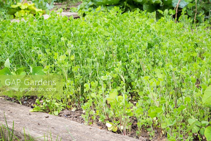 engrais vert - trèfle pourpre poussant dans une bordure de légumes surélevée