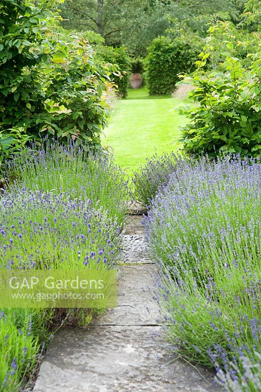 Il Vivaio, un petit jardin clos avec des plantes méditerranéennes, dont des lavandes, des thymes et des phormiums. Ashley Farm, Stansbatch, Herefordshire, Royaume-Uni