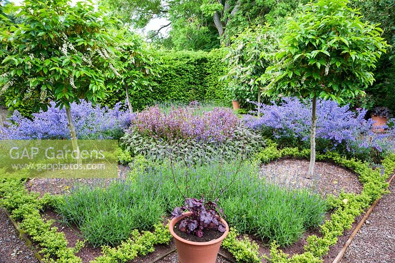 Le jardin Knot, nouvellement planté d'Ilex crenata pour remplacer les plantes-boîtes malades, comprend des lauriers portugais Prunus lusitanica standard et des herbes, y compris la Nepeta racemosa 'Walker's Low '. Ashley Farm, Stansbatch, Herefordshire, Royaume-Uni