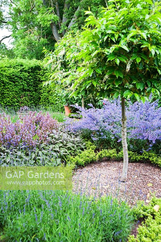 Le jardin Knot, nouvellement planté d'Ilex crenata pour remplacer les plantes-boîtes malades, comprend des lauriers portugais Prunus lusitanica standard et des herbes, y compris la Nepeta racemosa 'Walker's Low '. Ashley Farm, Stansbatch, Herefordshire, Royaume-Uni