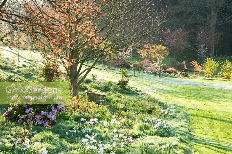 La lumière du soleil s'étend sur la pelouse givrée illuminant les arbres, les arbustes et les Narcisses 'Thalia '. Forest Lodge, Pen Selwood, Somerset, UK