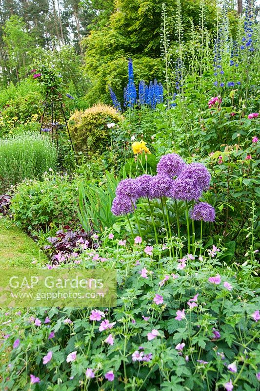 Le parterre de fleurs mélangé comprend des alliums, des heucheras, des géraniums avec de grands delphinium pacifiques géants derrière. Fowberry Mains Farmhouse, Wooler, Northumberland, Royaume-Uni