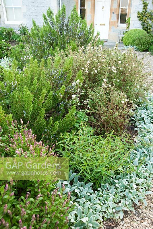 Le parterre de fleurs circulaire devant la maison est planté d'herbes, notamment de sauge et de romarin, ainsi que du Stachys byzantina argenté 'Silver Carpet' et du blanc Potentilla fruticosa 'Abbotswood'.