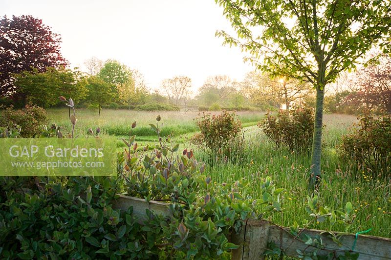 Le lever du soleil illumine le chèvrefeuille poussant sur une clôture séparant le jardin des prés environnants.